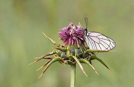 Photo by: Israel Sade