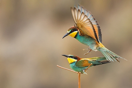 Photo by: yariv alaluf