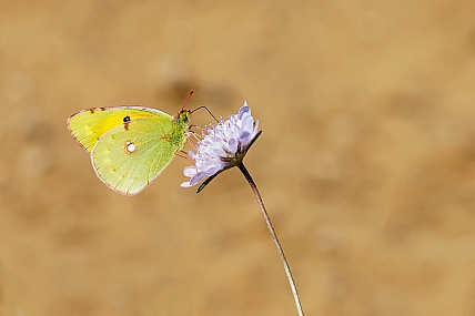Photo by: Israel Sade