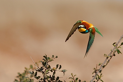 Photo by: yariv alaluf