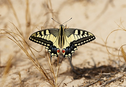 Photo by: Israel Sade