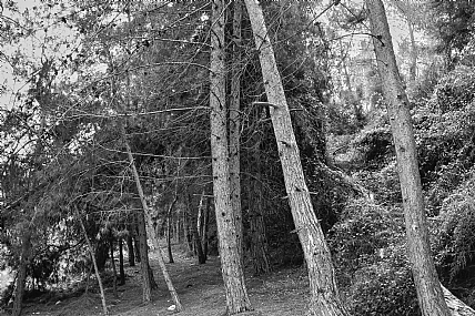 Photo by: giora marmori