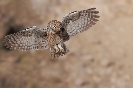 Photo by: yariv alaluf