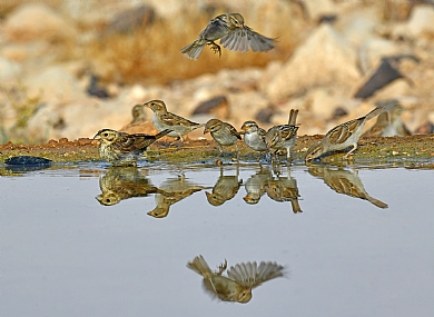 Photo by: Yoram Segol