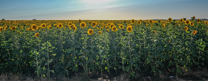 Photo by: Joshua  Raif