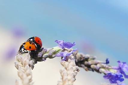 Photo by: yoel vislov