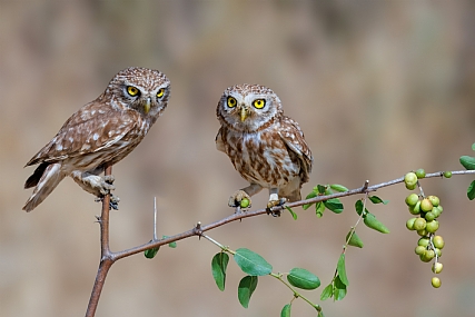 Photo by: yariv alaluf