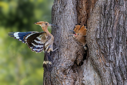 Photo by: yariv alaluf
