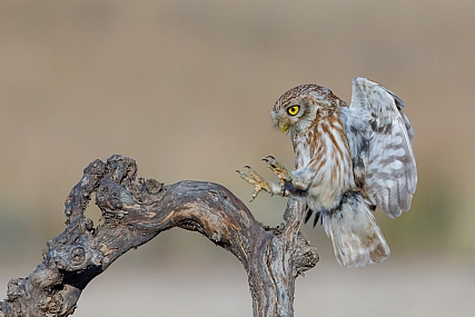Photo by: yariv alaluf