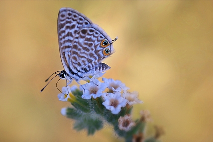 Photo by: yoel vislov