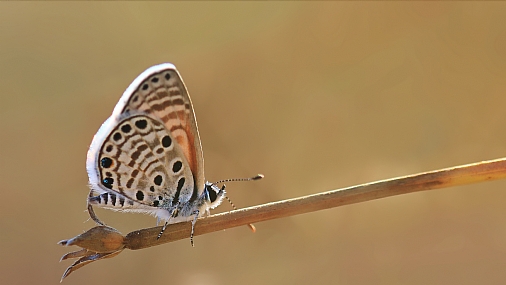 Photo by: yoel vislov