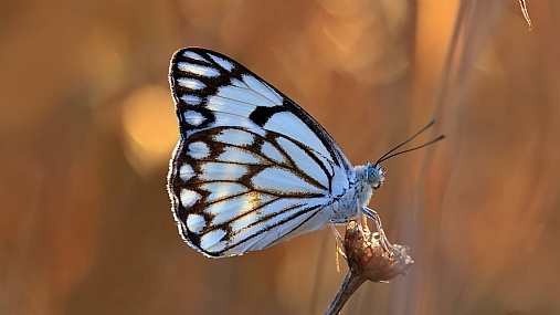 Photo by: yoel vislov