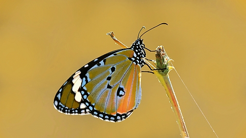 Photo by: yoel vislov
