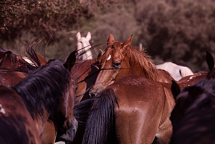 Photo by: Robert Elstein