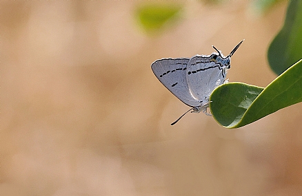 Photo by: Israel Sade