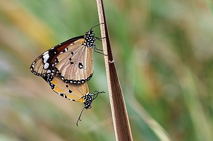 Photo by: Israel Sade