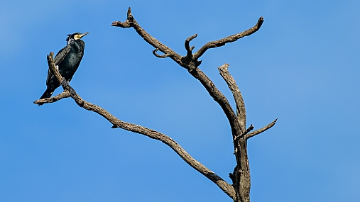 Photo by:  