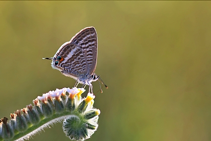 Photo by: yoel vislov