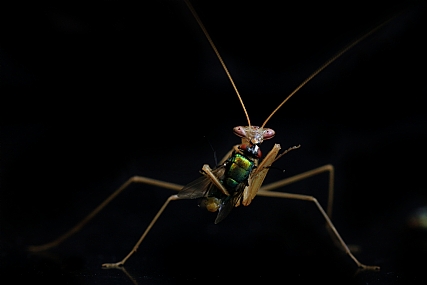 Photo by: yoel vislov