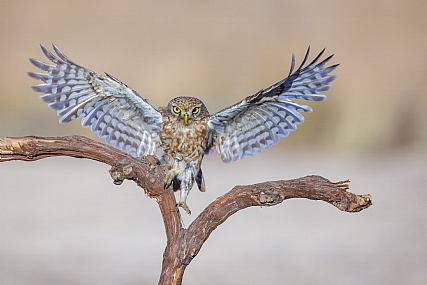 Photo by: yariv alaluf