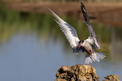 Photo by: yariv alaluf