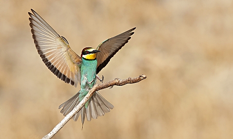 Photo by: Israel Sade