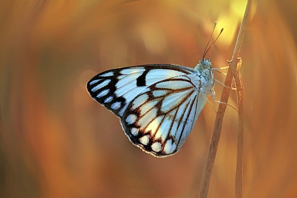 Photo by: yoel vislov