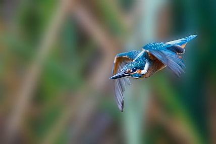 Photo by: yariv alaluf