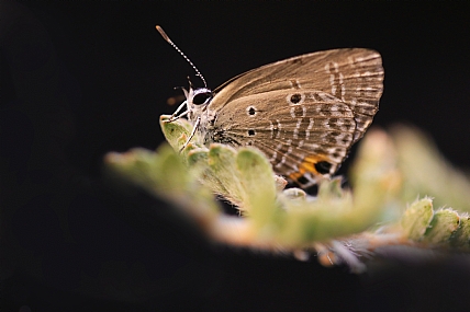 Photo by: yoel vislov