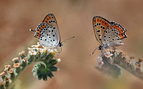 Photo by: yoel vislov