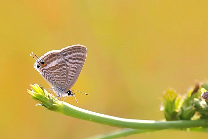 Photo by: yoel vislov