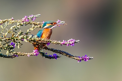 Photo by: yariv alaluf