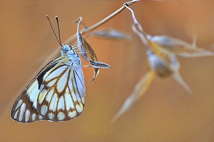 Photo by: yoel vislov