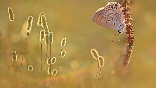 Photo by: yoel vislov
