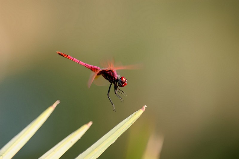 Photo by: Ilan Tal 