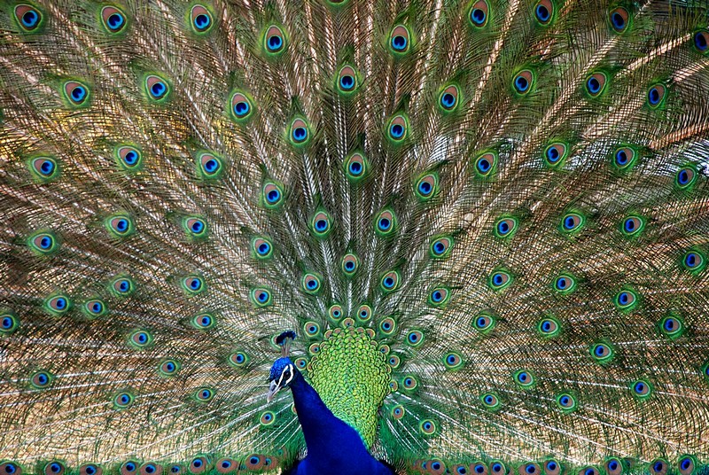 Photo by:  