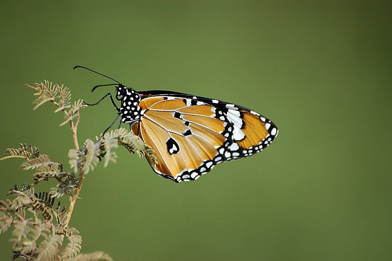 Photo by: hanan aharon