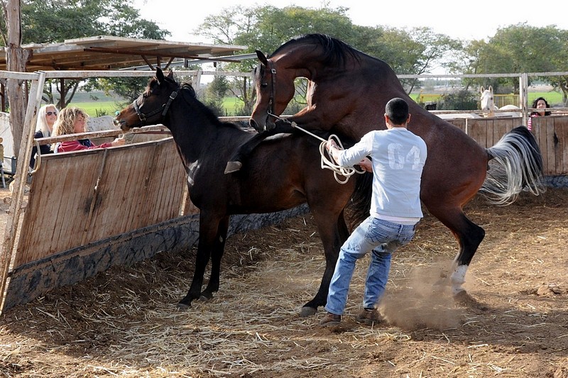 Photo by: Peretz Bretschneider