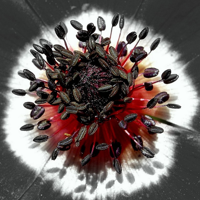 Nature Flowers Plants