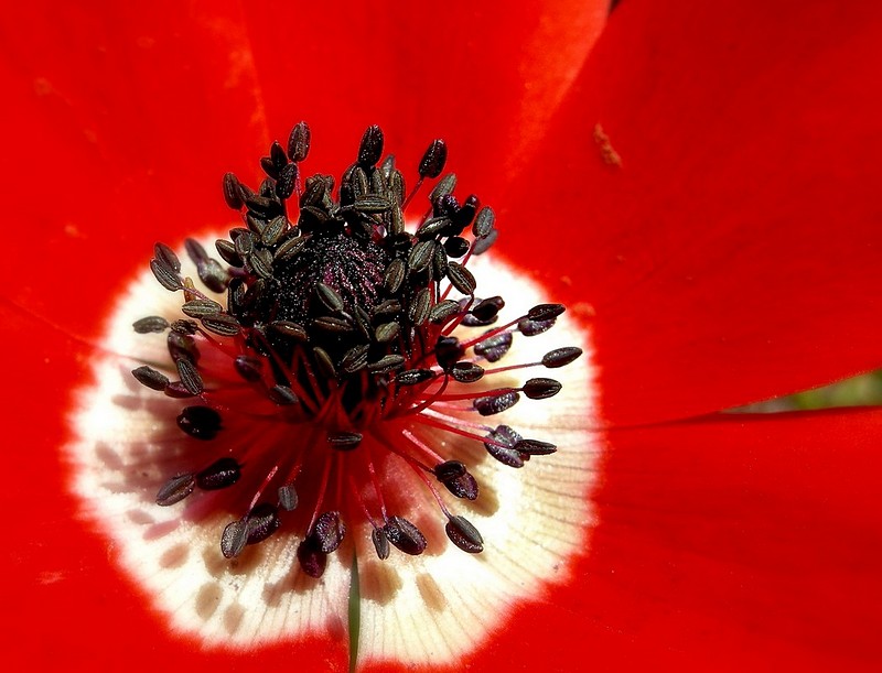 Nature Flowers Plants