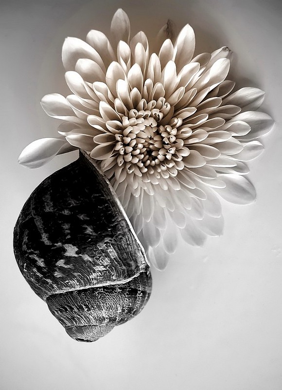 Nature animals Flowers