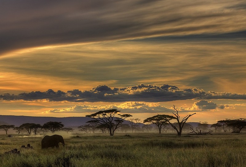 World & Travel Nature animals landscape Africa Sunsets Mammals